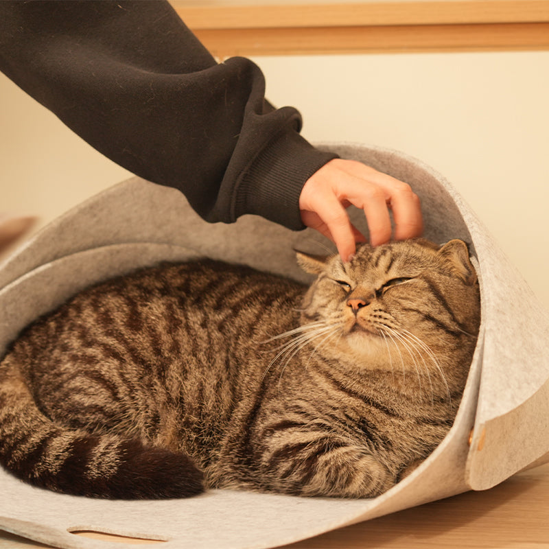 Leather & Felt Convertible Pet Bed/Carrier