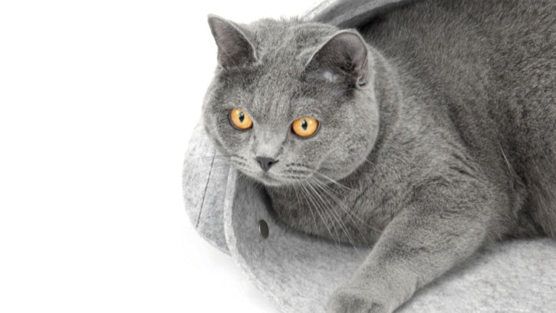 How to Choose the Right Cat Bed Size for Your Cat