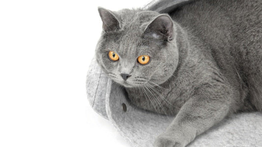 How to Choose the Right Cat Bed Size for Your Cat