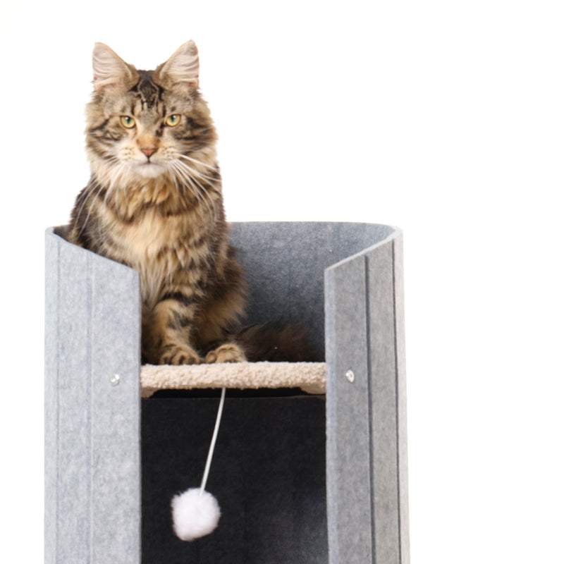 Cat resting inside Collins Cocoon Cat Bed