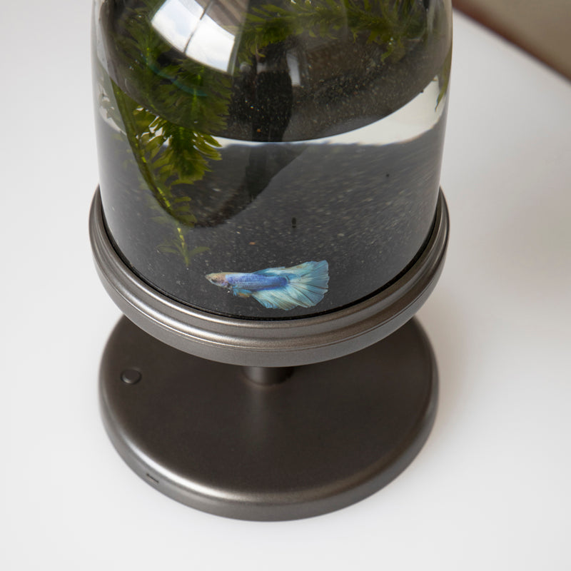 Candy Fish Lamp - Desktop Aquarium with Light