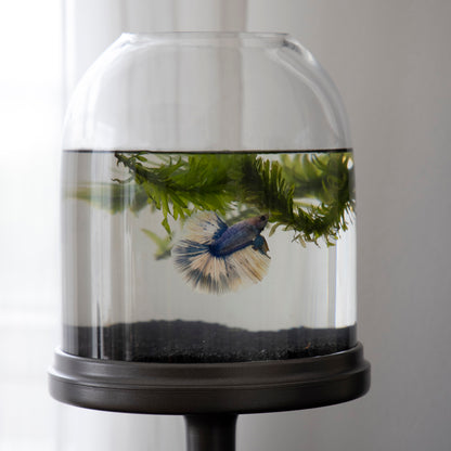 Candy Fish Lamp - Desktop Aquarium with Light