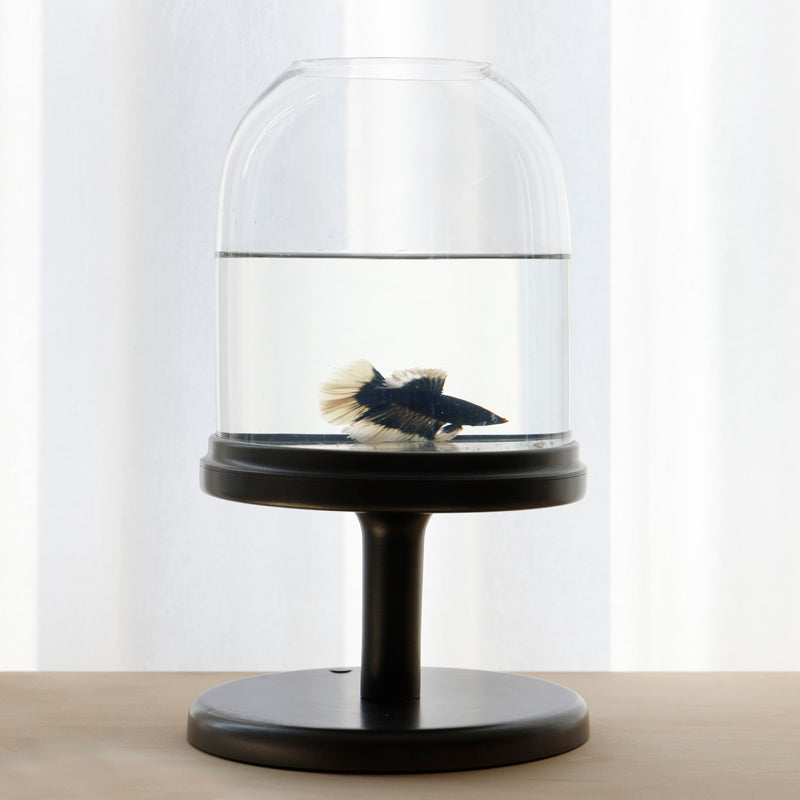 Candy Fish Lamp - Desktop Aquarium with Light