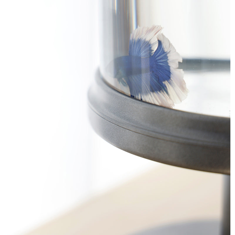 Candy Fish Lamp - Desktop Aquarium with Light