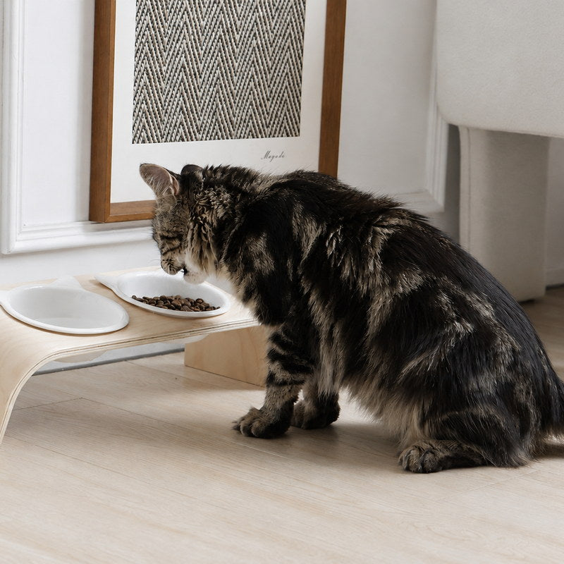 Cat approaching the raised double ceramic cat bowls